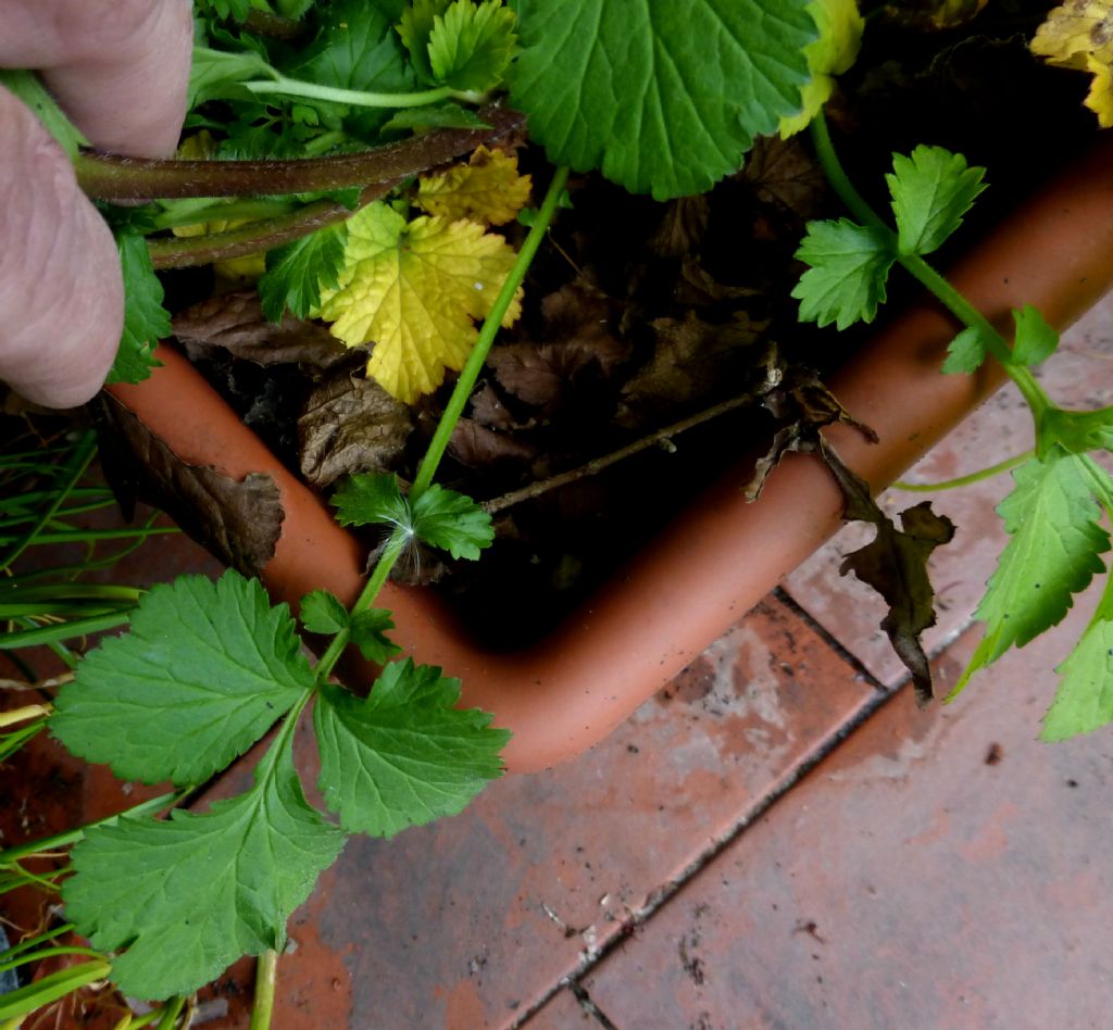 Clandestina in terrazza - Geum urbanum